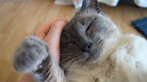 More relevant musical content will be created once i have finished what i am working, in the meantime god. Yozora The Blue Point Siamese Cat Gets A Cuddle Sleepy Otani My Foreign White Siamese Youtube