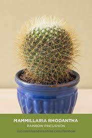 Today there are 185 species in it, it is care of mammillaria care of pin cushion cactus #mammillaria #pincushioncactus #cactus. Mammillaria Rhodantha Rainbow Pincushion Succulents And Sunshine