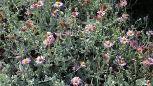 Image result for Maranthes floribunda