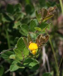 Image result for Rhynchosia clivorum