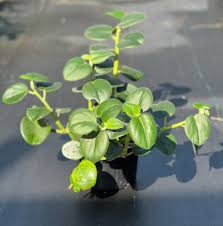 Image result for Ceropegia incana