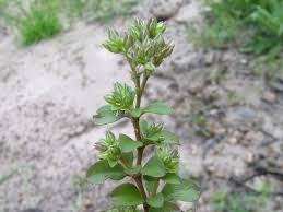 Image result for Polycarpon tetraphyllum