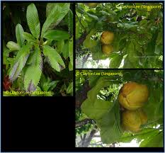 Image result for Dillenia