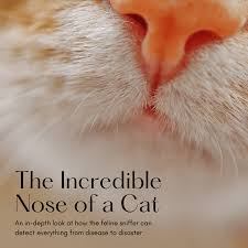Pet scans are not used to screen women for breast cancer. A Cat S Nose Can Find Disease Disaster And Death Pethelpful