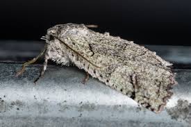 Image result for Floscopa leiothyrsa