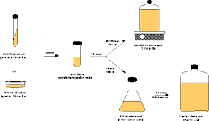 Yeast Propagation And Maintenance Principles And Practices Maltose Falcons