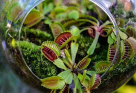 Venus flytraps need direct sunlight for healthy growth. How To Grow And Care For Venus Fly Trap Plant