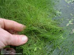 Image result for Eleocharis naumanniana