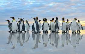 2560x1600 / size:555kb view & download more penguin wallpapers. Wallpaper Sea Birds Reflection Pack Penguins Images For Desktop Section Zhivotnye Download