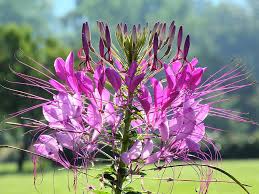 Image result for Cleome houtteana