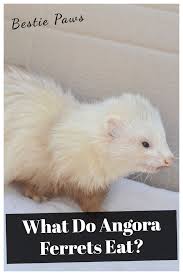 Cat food does not have enough protein. What Do Angora Ferrets Eat Angora Ferret Ferret Pet Ferret