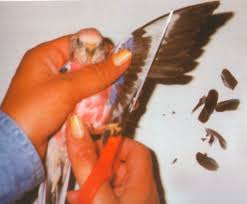 You will work with only a few feathers, each side, at a time and do a test fly in between. The Splendid Bourke Bird Blog Wing Clipping Question On Clipping Wings