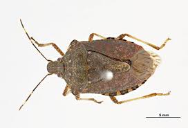 The brown marmorated stink bug, halyomorpha halys, is an invasive pest that is present throughout much of the united states. Brown Marmorated Stink Bug Department Of Agriculture