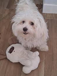 Tımar sonrası garip davranış : r/Maltese