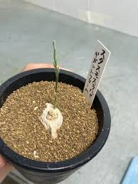 Image result for Stathmostelma gigantiflorum