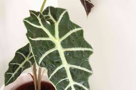 We researched it for you: Amazon Elephant S Ear Indoor Plant Care Growing Tips