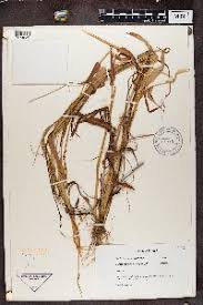 Image result for Digitaria siderograpta