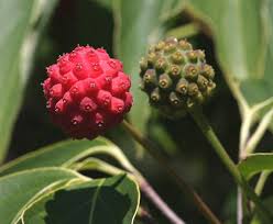 Image result for Pandiaka confusa