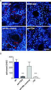 The alexa fluor family of fluorescent dyes is a series of dyes invented by molecular probes, now a part of thermo fisher scientific, and sold under the invitrogen brand name. A Nanobody Targeting The Translocated Intimin Receptor Inhibits The Attachment Of Enterohemorrhagic E Coli To Human Colonic Mucosa