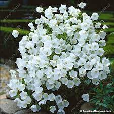 100 Pcs Bag Bell Orchid Seeds Flower Campanula Bonsai Flower Seeds 9 Colors Convallaria Seed Plant Pot For Home Garden Plants Flower Garden White Gardens