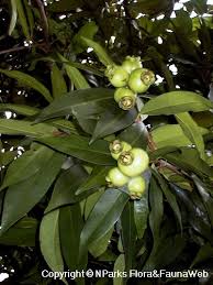 Image result for Syzygium jambos