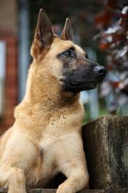 Belgian Malinois Kopek Belcika Gercek Dostlar