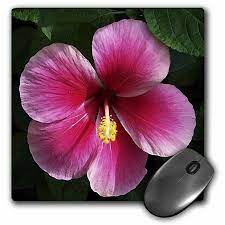 3drose Hibiscus Flower Shades Of Pink Mouse Pad 8 By 8 Inches Walmart Com Hibiscus Flowers Hibiscus Flowers