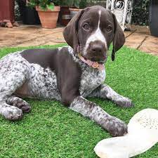 Akc registered german shorthaired pointers.dewclaw dewermed tail cliped second shot.four males one female.white with patch.available now. Pin On How I Love German Shorthaired Pointers