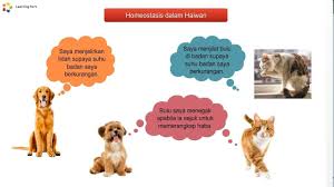 Sains t1 bab 3 b homeostasis dalam haiwan t1 kssm pt3. Cikguh Sains Kssm Bab 3 Homeostasis Dalam Manusia Facebook