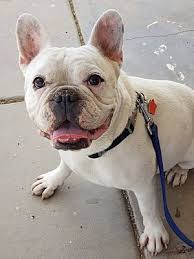 The french bulldog rescue network is a nationwide, private french bulldog rescue network, not affiliated with any akc breed clubs. Phoenix Az French Bulldog Meet Homer A Pet For Adoption