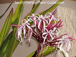 Image result for Crinum jasonii