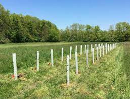 Use a lot of homespun repellents to keep deer guessing. White Tailed Deer Damage Management Natural Resource Stewardship