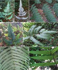 Image result for Aleuritopteris