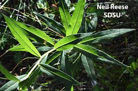 Image result for Ocimum angustifolium