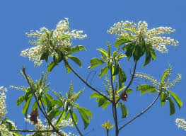 Image result for Terminalia phanerophlebia