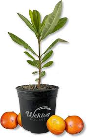 Image result for Garcinia livingstonei