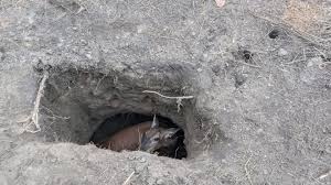 Deer rescued from hole at UWSP