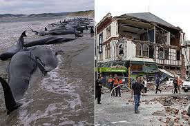 Only earthquakes with a magnitude of 6.0 or greater are listed, except for a few that had a moderate impact. Is New Zealand Earthquake Linked To The Mysterious Deaths Of More Than 100 Pilot Whales Mirror Online