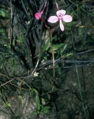 Image result for Disperis katangensis