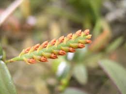 Image result for Bulbophyllum fuscum