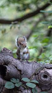 You can also upload and share your favorite squirrel wallpapers. Squirrel Forest Leaves 1080x1920 Iphone 8 7 6 6s Plus Wallpaper Background Picture Image