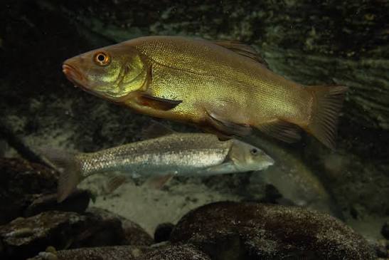Tench - Wikipedia
