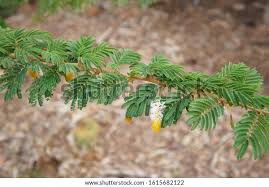 Image result for Acacia gerrardii