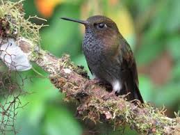 Image result for Rhipidoglossum eggelingii