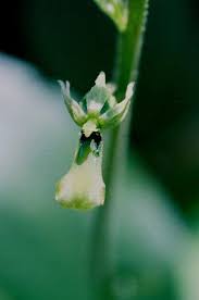 Image result for Lintonia nutans