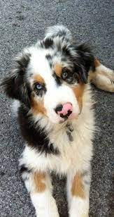 Australian Shepherds Health Australianshepherdrescue Australianshepherddaily Cute Baby Animals Cute Animals Dogs And Puppies