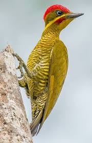 List Birds That Start With B Birds Image By My List Of The Most Beautiful On Bird Pretty Birds Beautiful Birds