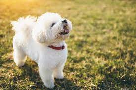 We did not find results for: 13 Cute Dog Breeds With Curly Hair