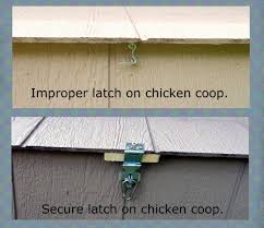 pin on chickens