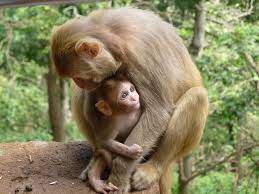 Monkey Family Monkey Free Monkey Chimp